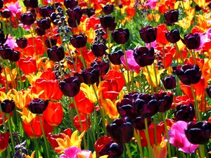 Preview wallpaper ulips, flowers, different, bright, flowerbed, sunny