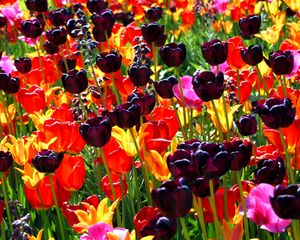 Preview wallpaper ulips, flowers, different, bright, flowerbed, sunny