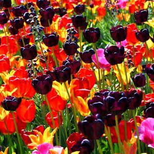 Preview wallpaper ulips, flowers, different, bright, flowerbed, sunny