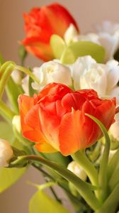 Preview wallpaper ulips, flowers, flowing, flower, blurring