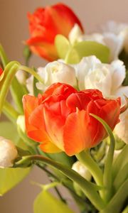 Preview wallpaper ulips, flowers, flowing, flower, blurring