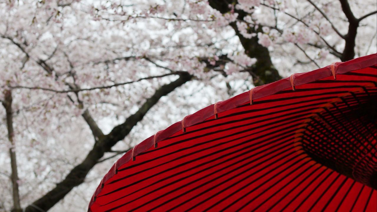 Wallpaper umbrellas, sakura, flowers, bloom, japan