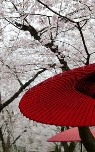 Preview wallpaper umbrellas, sakura, flowers, bloom, japan