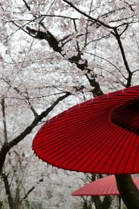 Preview wallpaper umbrellas, sakura, flowers, bloom, japan