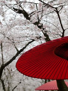 Preview wallpaper umbrellas, sakura, flowers, bloom, japan