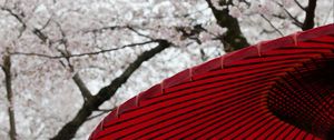 Preview wallpaper umbrellas, sakura, flowers, bloom, japan