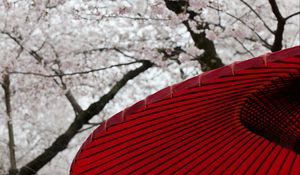 Preview wallpaper umbrellas, sakura, flowers, bloom, japan