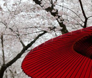 Preview wallpaper umbrellas, sakura, flowers, bloom, japan