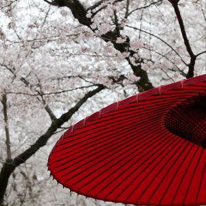 Preview wallpaper umbrellas, sakura, flowers, bloom, japan