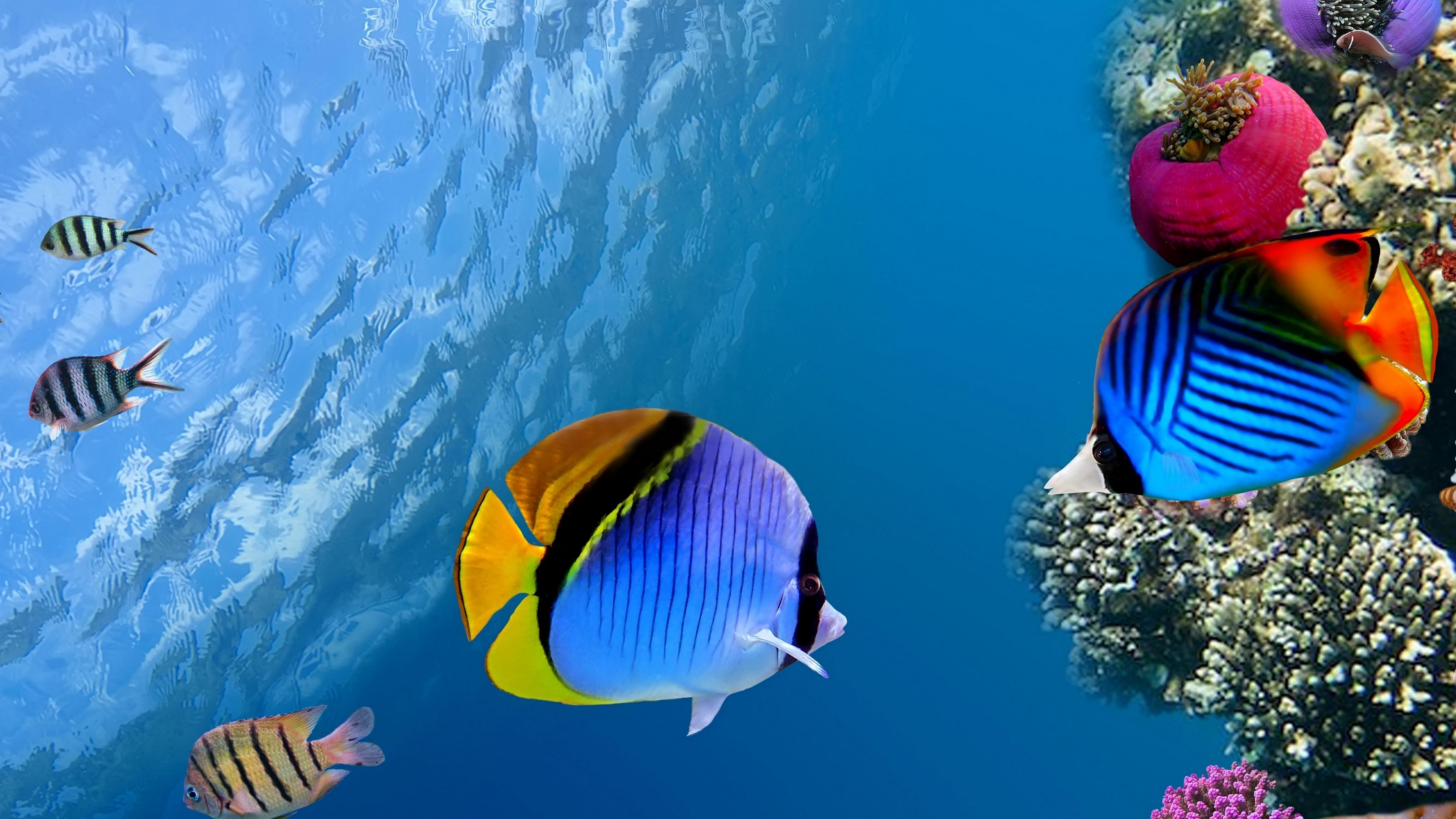 Nếu bạn là fan của đại dương, chúng tôi có những hình nền đáy biển độc đáo và đẹp mắt nhất cho bạn! Hãy cùng chúng tôi khám phá những rạn san hô đầy màu sắc, những sinh vật kỳ lạ, được phủ bởi những ánh sáng đa sắc tuyệt đẹp. Chúng tôi chắc chắn rằng bạn sẽ tìm thấy ảnh nền phù hợp với sở thích của mình. 