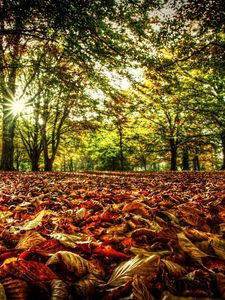Preview wallpaper underbrush, leaves, trees, sun, colors, light