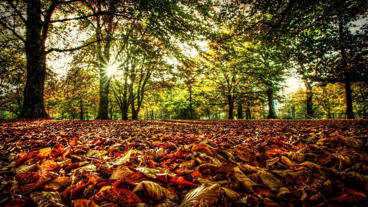 Download wallpaper 1280x720 underbrush, leaves, trees, sun, colors ...