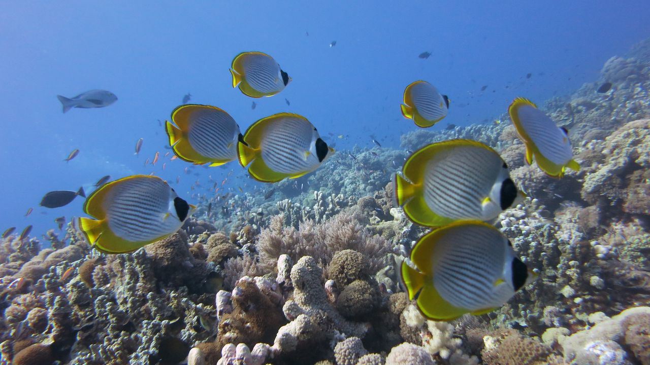 Wallpaper underwater, fish, butterflyfish panda, coral, reef
