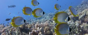 Preview wallpaper underwater, fish, butterflyfish panda, coral, reef
