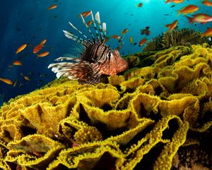 Preview wallpaper underwater, fish, corals