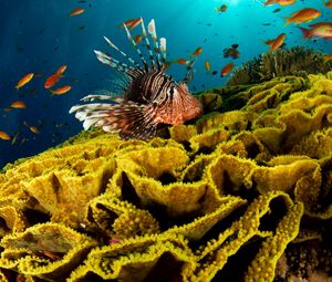 Preview wallpaper underwater, fish, corals