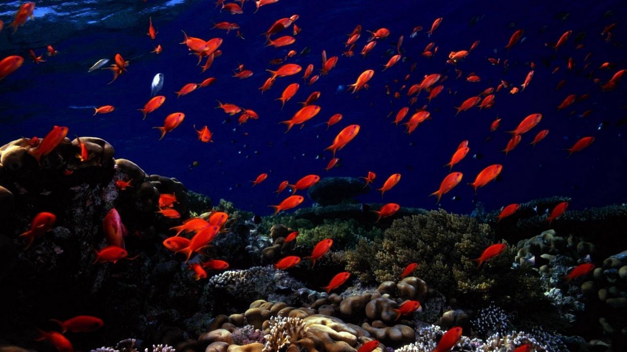 Wallpaper underwater, fish, sea bottom