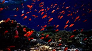 Underwater Photos Download The BEST Free Underwater Stock Photos  HD  Images
