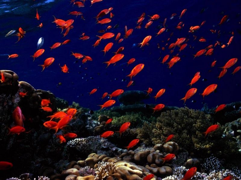 Đáy biển là nơi ẩn chứa những bí mật thú vị của đại dương. Xem những hình ảnh đáy biển sẽ giúp chúng ta hình dung và khám phá sự đa dạng của các sinh vật biển. Hãy cùng nhau trải nghiệm niềm vui khi xem các bức ảnh đáy biển tuyệt đẹp này nhé!