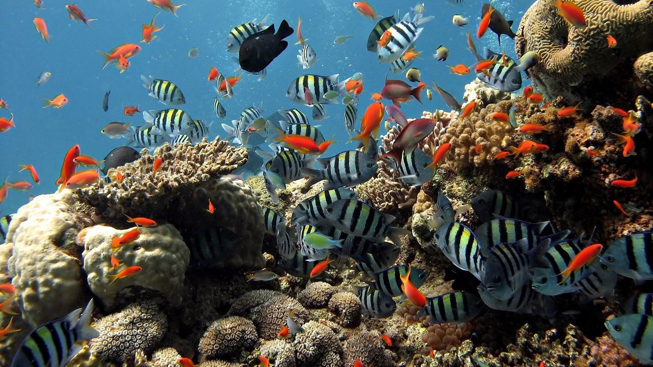 Wallpaper underwater, fish, swim, ocean