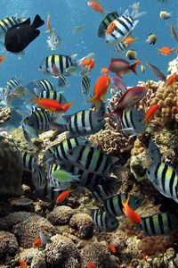 Preview wallpaper underwater, fish, swim, ocean