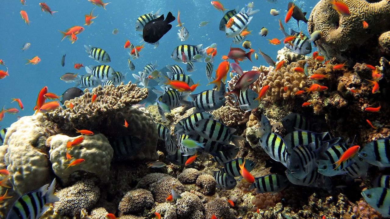 Wallpaper underwater, fish, swim, ocean hd, picture, image