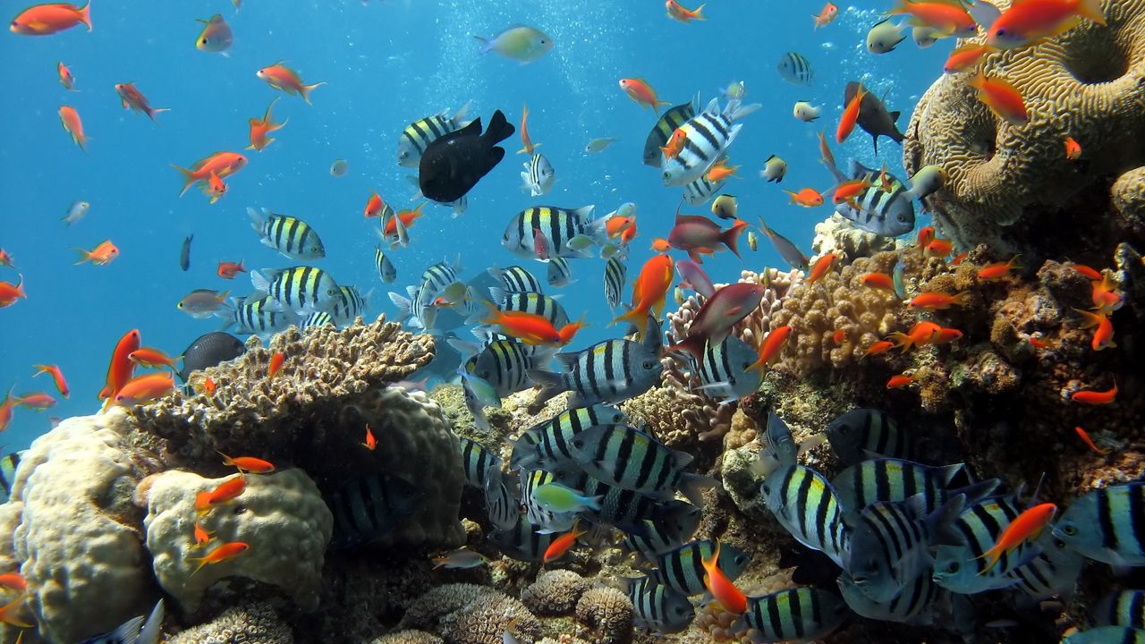 Wallpaper underwater, ocean, fish