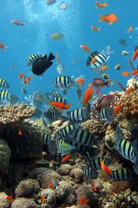 Preview wallpaper underwater, ocean, fish