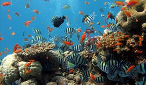 Preview wallpaper underwater, ocean, fish