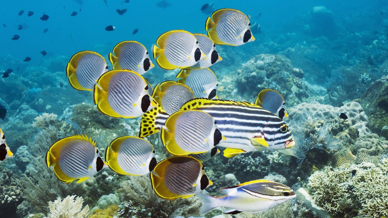 Wallpaper underwater, swim, ocean, coral, fish