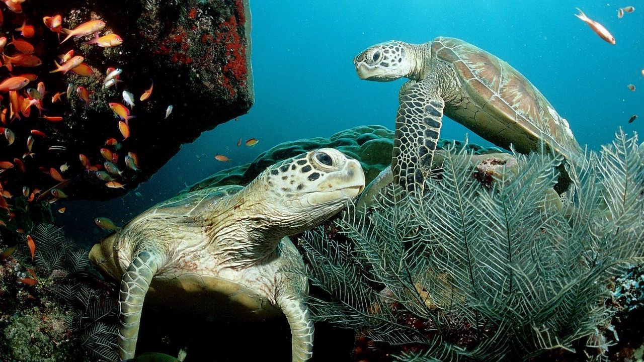 Wallpaper underwater, swim, plants, algae, turtle