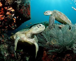 Preview wallpaper underwater, swim, plants, algae, turtle