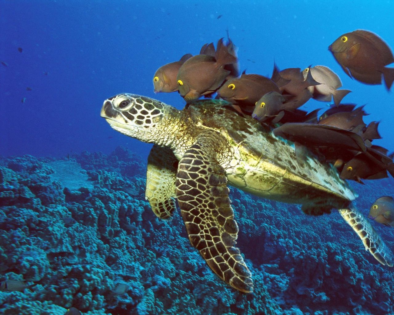 Черепаший риф Мальдивы