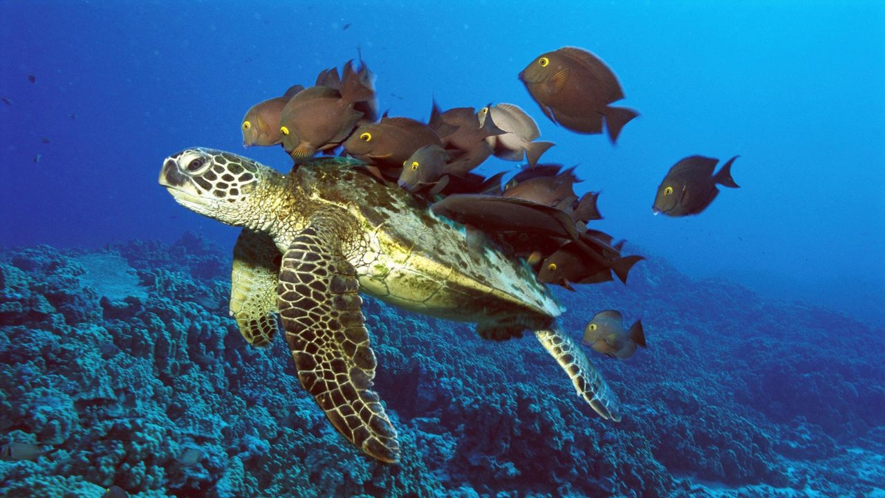 Wallpaper underwater turtle, fish, underwater