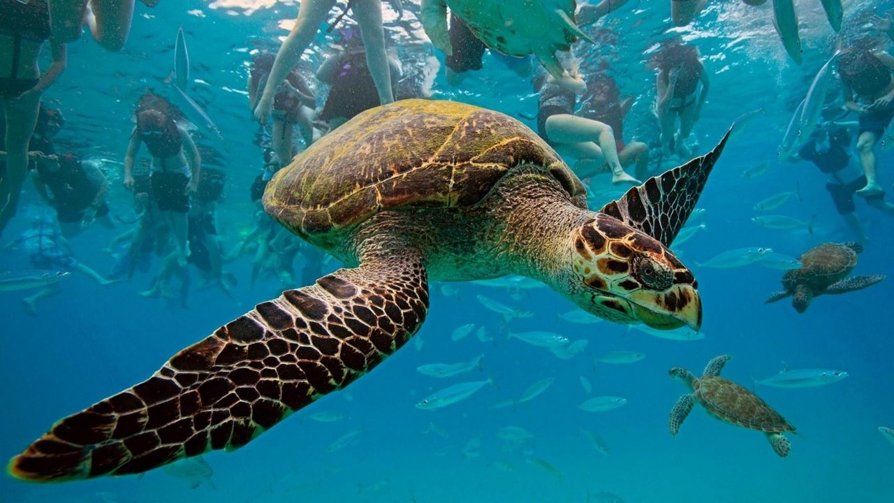 Wallpaper underwater, turtles, swim