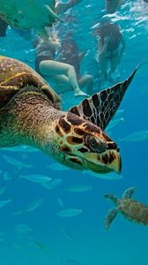 Preview wallpaper underwater, turtles, swim