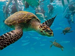 Preview wallpaper underwater, turtles, swim