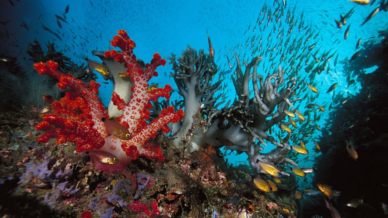 Wallpaper underwater world, fish, algae, colored