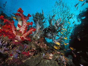 Preview wallpaper underwater world, fish, algae, colored