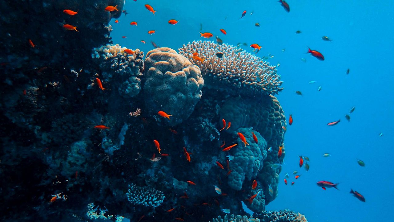 Wallpaper underwater world, fish, corals, ocean