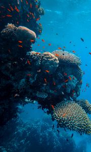 Preview wallpaper underwater world, fish, corals, ocean