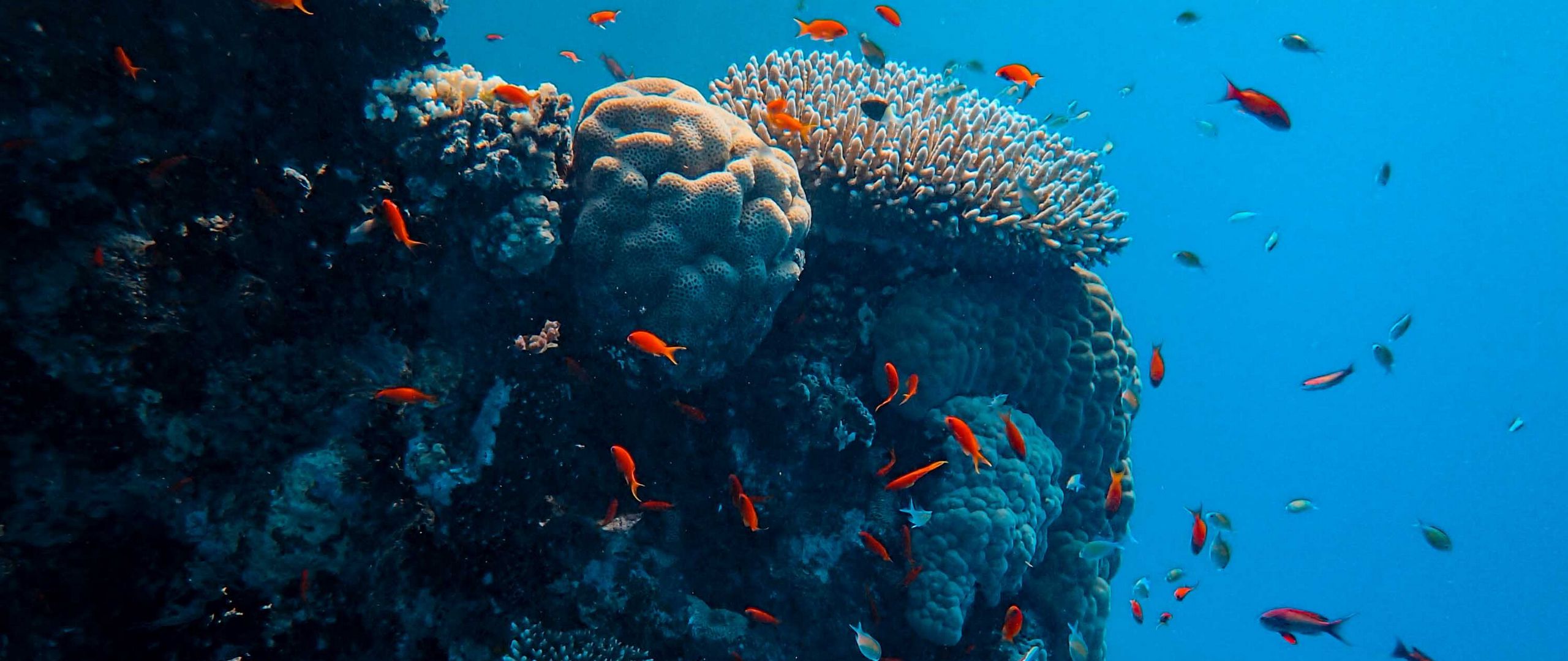 Download wallpaper 2560x1080 underwater world, fish, corals, ocean dual ...