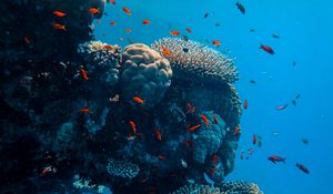 Preview wallpaper underwater world, fish, corals, ocean
