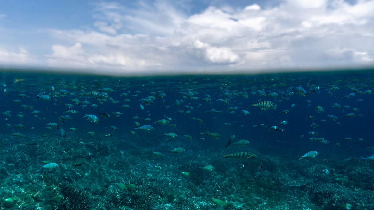 Wallpaper underwater world, fish, ocean