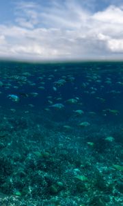 Preview wallpaper underwater world, fish, ocean