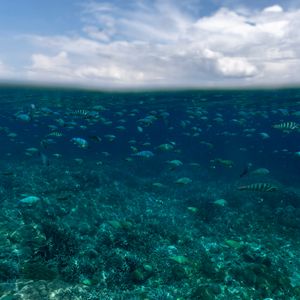 Preview wallpaper underwater world, fish, ocean