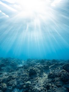 Preview wallpaper underwater world, ocean, corals, light