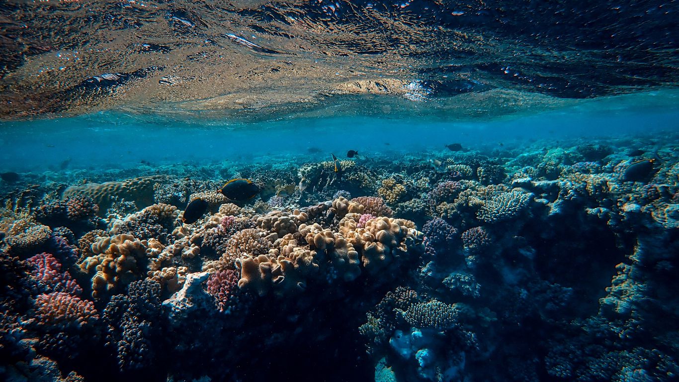 Download wallpaper 1366x768 underwater world, ocean, corals, algae ...