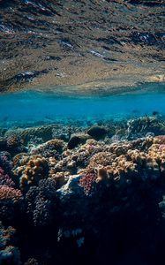 Preview wallpaper underwater world, ocean, corals, algae