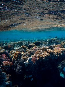 Preview wallpaper underwater world, ocean, corals, algae